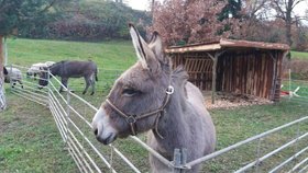 Oslíky Maxe a Lily týrali vandalové v živém betlému.