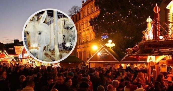 Oslíky Maxe a Lily týrali vandalové v živém betlému.