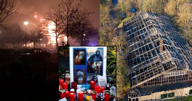 Novoroční tragédie v zoo: Požár zabil třicet opic! 