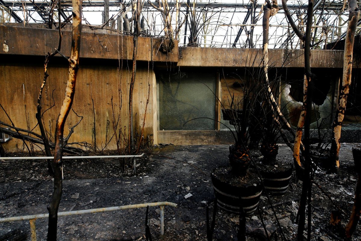 Tragický požár pavilonu opic v německém Krefeldu.