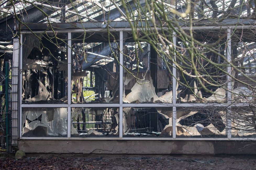 Pavilon opic v zoo v německém Krefeldu lehl popelem.