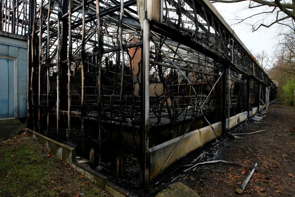 Pavilon opic v zoo v německém Krefeldu lehl popelem.