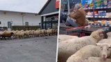 Nejčerstvější jehněčí v supermarketu: Stádo ovcí způsobilo chaos!