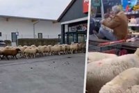 Nejčerstvější jehněčí v supermarketu: Stádo ovcí způsobilo chaos!