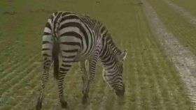 V Německu se po poli procházela zebra.