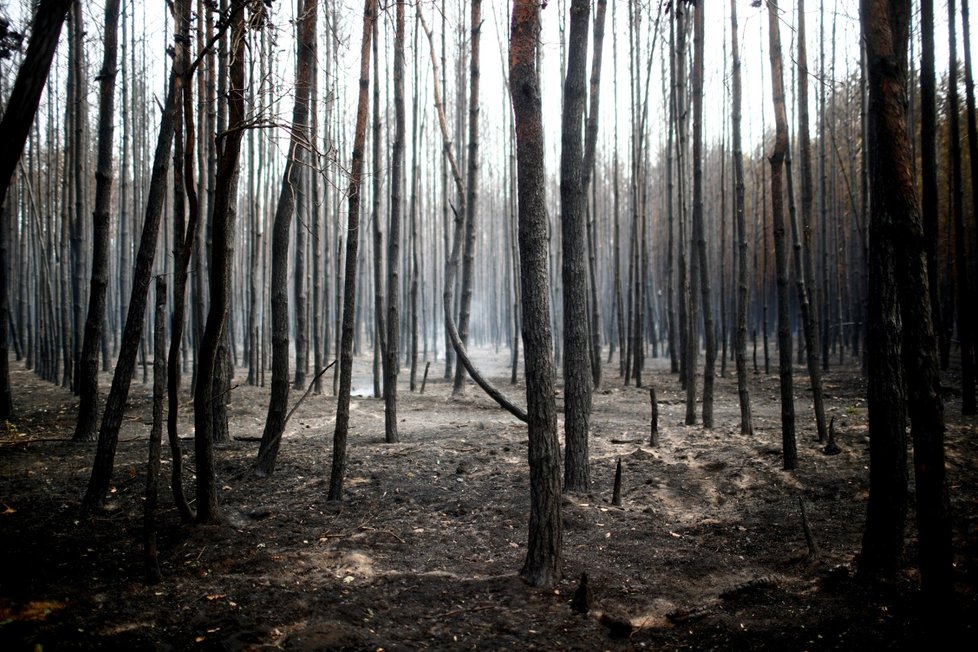 Požár po sobě zanechal jen spálenou zem a ohořelé stromy. K některým obytným domům se přitom dostal na pouhých 100 metrů (24.8.2018).