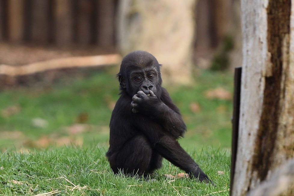 Desítky zvířat uhořely zaživa při požáru zoo: V plamenech zemřelo i pět orangutanů a gorila Massa.