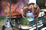 Desítky zvířat uhořely zaživa při požáru zoo: V plamenech zemřelo i pět orangutanů a gorila Massa.