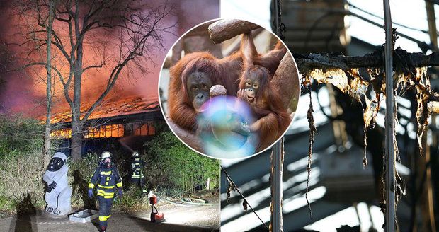 Zvrat ve vyšetřování požáru zoo! Uhořela gorila Massa (†48), Limbo a Bally zázrakem přežili
