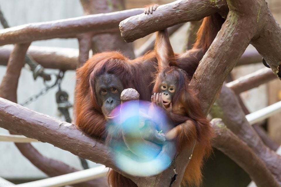 Desítky zvířat uhořely zaživa při požáru zoo: V plamenech zemřelo i pět orangutanů a gorila Massa.