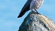 Vrána šedá. Helgoland je rájem pro pozorovatele ptáků.