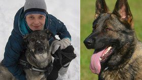 Vlevo: Zachránkyně Olga, Vpravo: Německý ovčák ilustrační foto