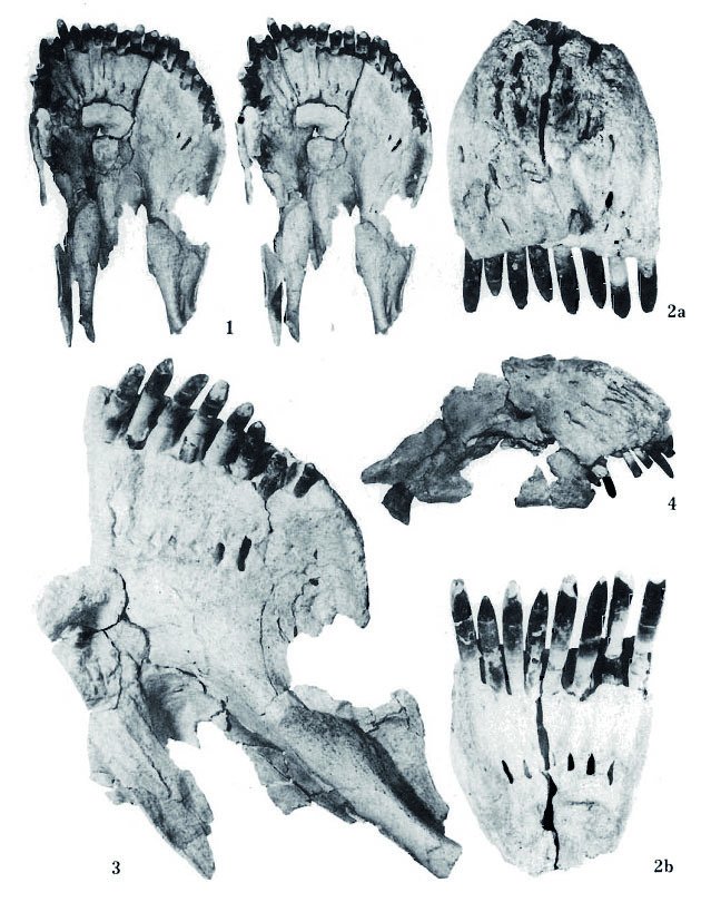 Kolíkovité zuby sauropodů byly vhodné pro spásání vegetace