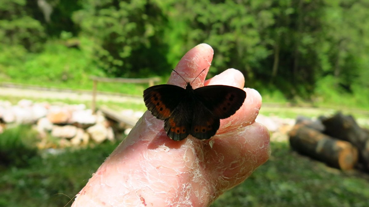 Jako motýlí křídla – stejně zranitelná je Petřina kůže.