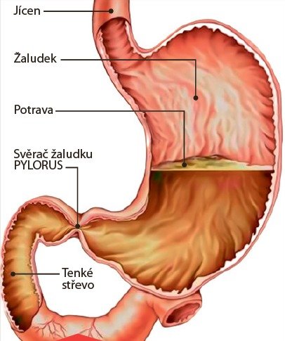 Trávicí ústrojí