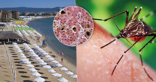 V dovolenkových rájích hrozí vážné nemoci: Břišní tyfus a západonilská horečka