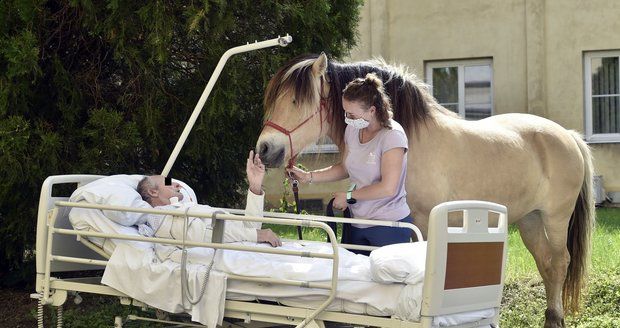 Pohlazení jako terapie: Pacienty v pražských nemocnicích „léčí“ koně i psi, v Motole využívají i strašilky