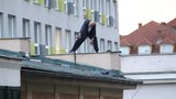 Muž na střeše Vinohradské nemocnice: Skoro čtyři hodiny ho policisté přemlouvali, ať jde dolů