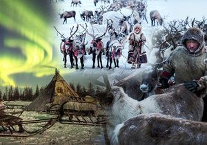 Kmen Něnců přežívá na Sibiři v extrémních teplotách i díky krvi sobů