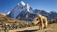 Království velehor na slavném treku k Everestu