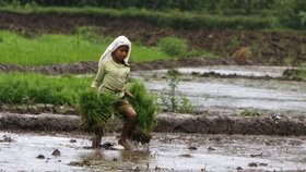 Dívka sází rýži ve vesnici Goldhunga asi 20 kilometrů od Káthmándú. (ilustrační foto)