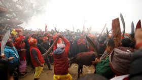 Hinduističtí věřící obětují zvířata od buvolů až po krysy.