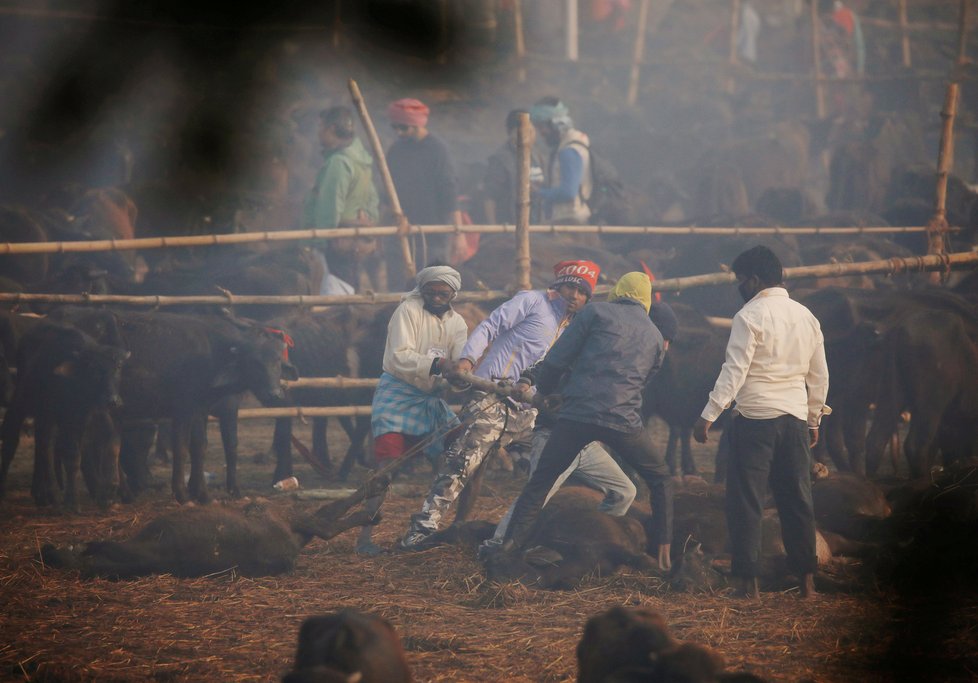 Hinduističtí věřící obětují zvířata od buvolů až po krysy.