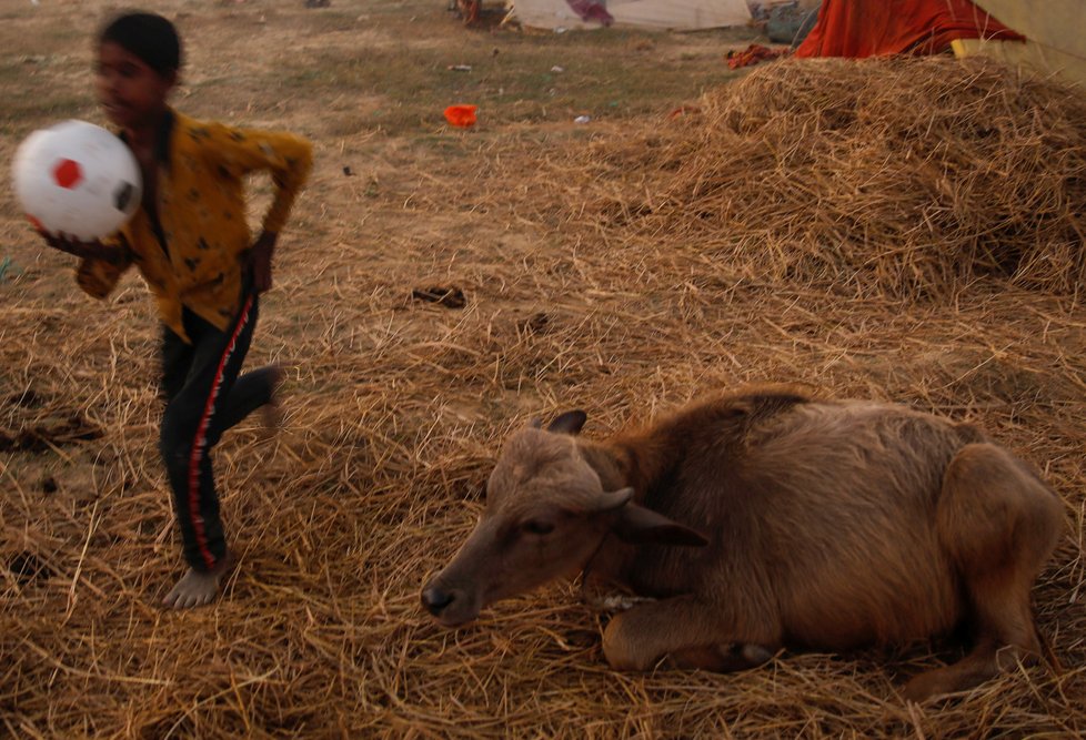 Hinduističtí věřící obětují zvířata od buvolů až po krysy.