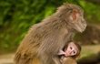 Nepál - U Opičího chrámu v Káthmándu volně žijí opice a ani ty neunikly zvědavému hledáčku dobrodružné herečky.