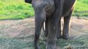 Každý den spořádá slon 15 kg potravy. Jídlo je mu podáváno v malých balíčcích, abych tlustokožec potravou šetřil.