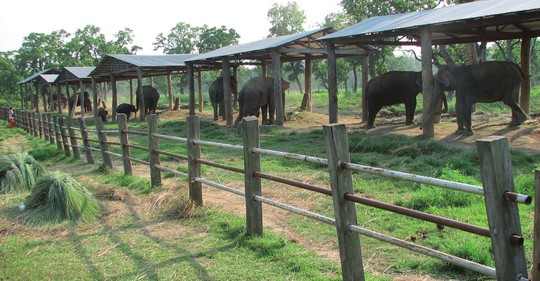 Nepálští mahúti: Jak se cvičí a rozmnožují stále vzácnější sloni indičtí?