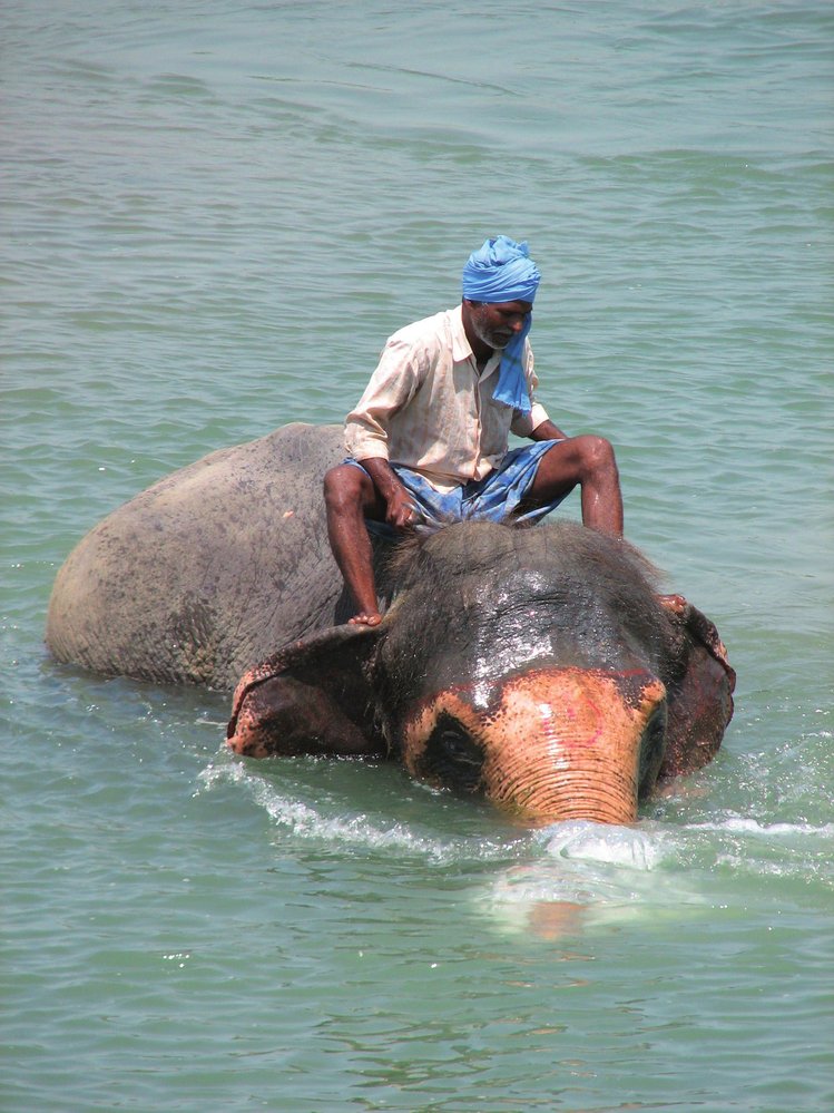 Mahút se při sloní koupeli často ani nenamočí. Dokáže dlouhé minuty balancovat na sloním hřbetu, než si jemu svěřený macík užije potápění.