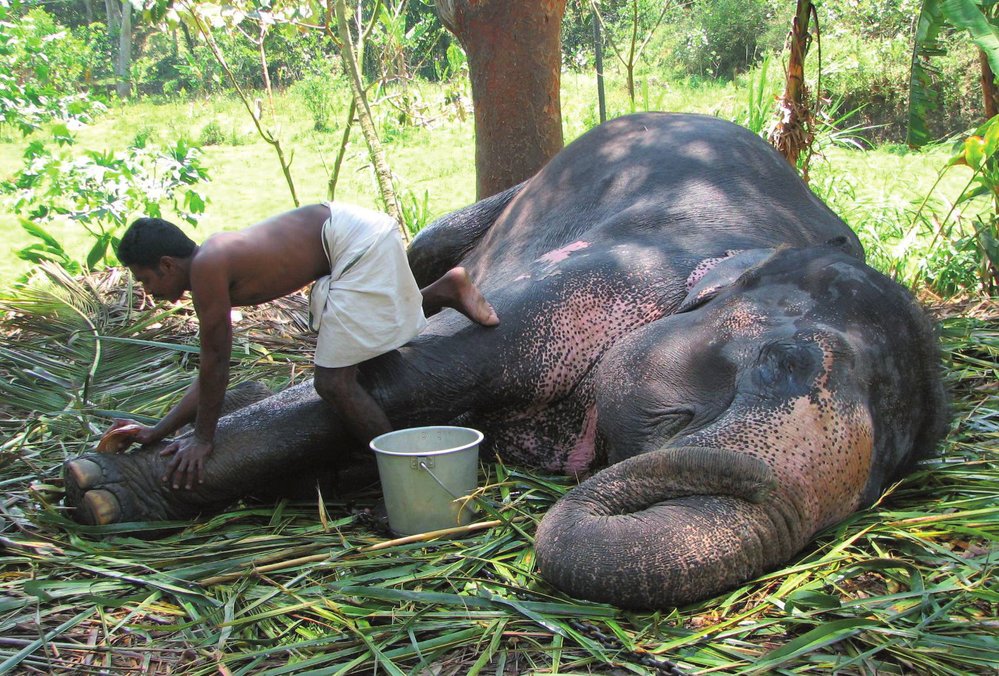 Sloni vyžadují pravidelnou koupel a péči o kůži.