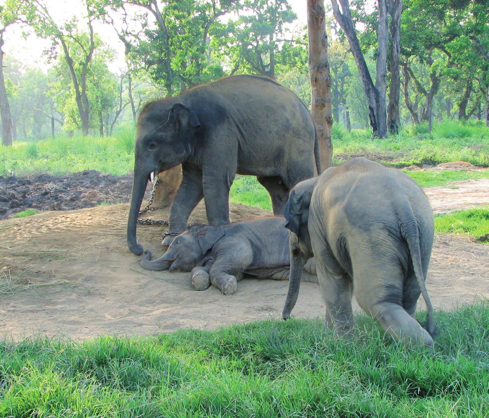 Do roku 1986 pocházela většina slonů v zajetí z odchytu ve volné přírodě. Sloni narození v zajetí byli považováni za příliš nebezpečné a množit je pod vlastní střechou bylo (a je) také ekonomicky nevýhodné. Březí a kojící samice totiž nemohou pracovat až čtyři roky, po které je jejich majitel musí živit „zbůhdarma“.