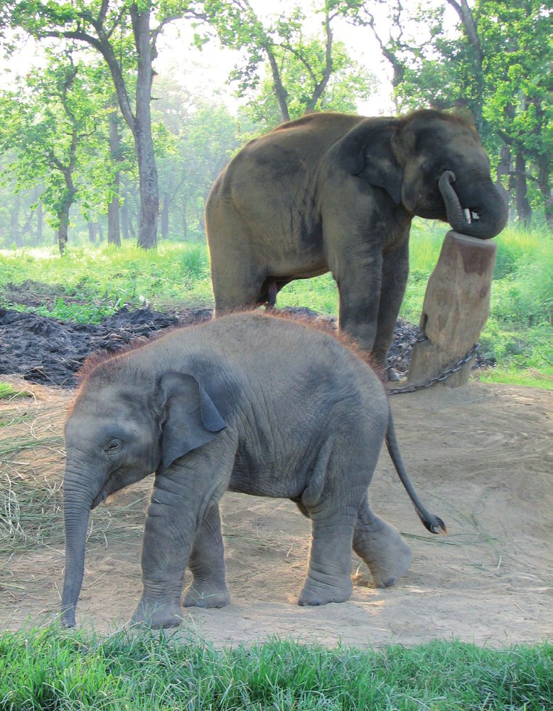 S populací odhadovanou na čtyřicet tisíc kusů se asijský slon řadí mezi ohrožené druhy. Největším nebezpečím, které mu hrozí, je nedostatek místa a úbytek přirozených biotopů. Jediným skutečným nepřítelem slona je tedy člověk.