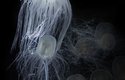 Nesmrtelná medúza umí mládnout