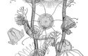 Různá stadia nesmrtelného polypovce Turritopsis nutricula
