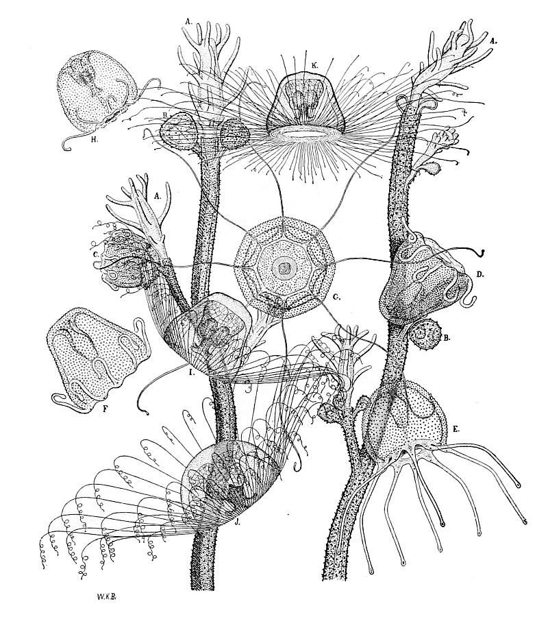 Různá stadia nesmrtelného polypovce Turritopsis nutricula