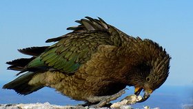 Papoušek rodu Nestor kea.
