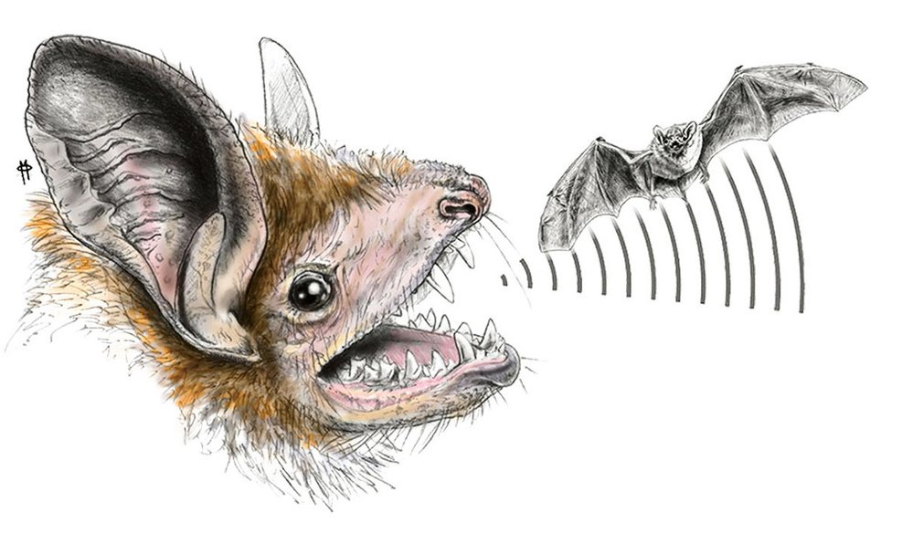 Dokonale zachovalá lebka vielasie prozradila, že byl tento netopýr schopen echolokace