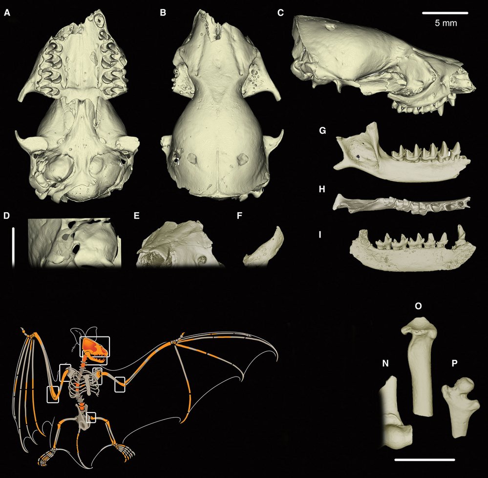 Vielasia je nejstarším známým druhem netopýra, který se hromadně ukrýval v jeskyních