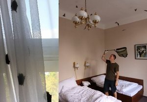 Odchyt netopýrů hvízdavých v hotelovém pokoji v centru Plzně.