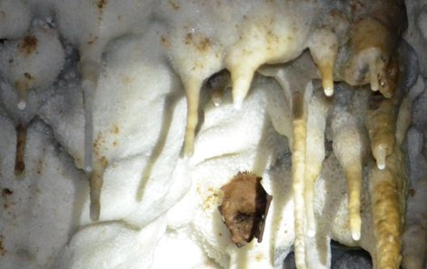 Mezi krápníky na stropě Ochozské jeskyně spí zavěšeni hlavou dolů netopýři.