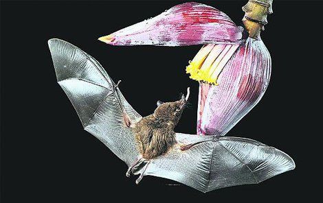 Většina netopýrů najde květ podle echolokace, zpravidla zvonovité květy jsou »nastaveny« tak důmyslně, že dobře odrážejí signály netopýrů.