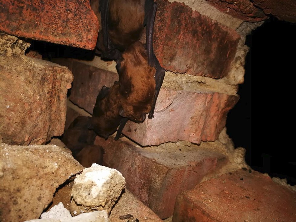 Netopýry našli obyvatelé domu v Libni při rekonstrukci.