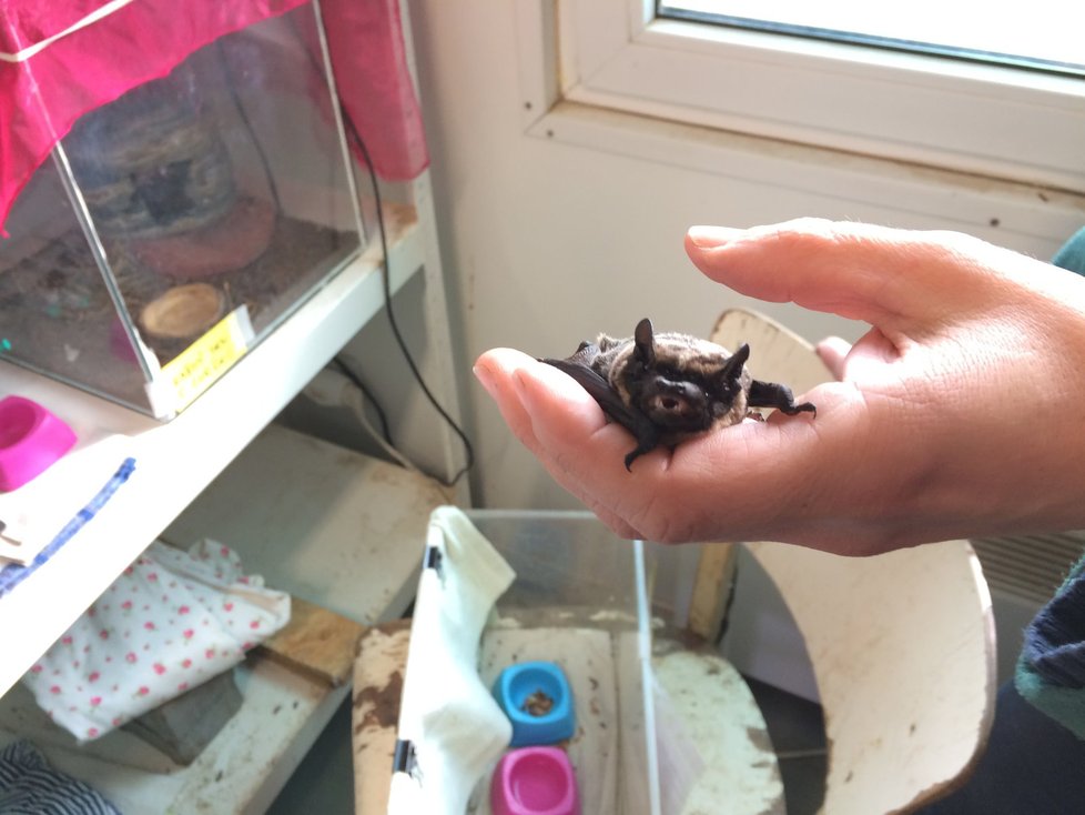 Kolonie netopýrů z libeňského domu skončila v záchranné stanici pro volně žijící živočichy.