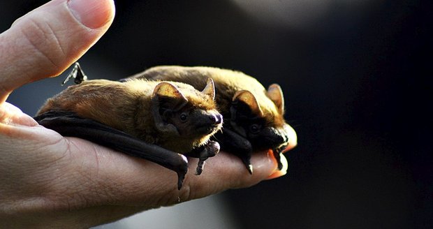 Stromovka má 200 nových netopýrů. Do vlasů vám prý nevletí, ani vám nevysají krev
