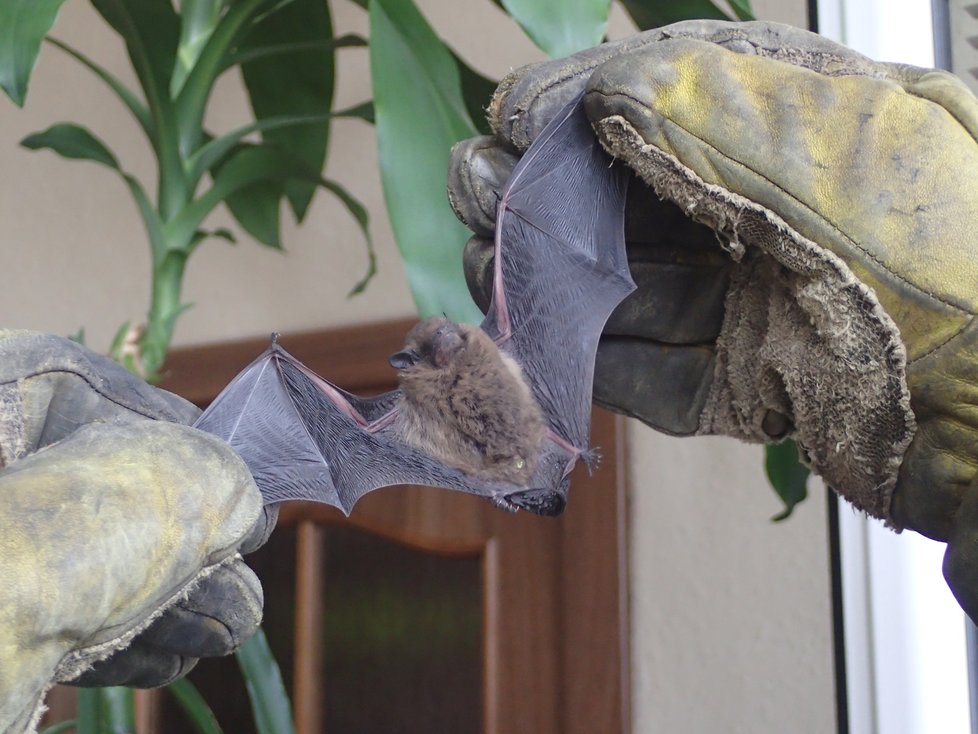 Hasiči lovili netopýry, kteří se usídlili v bytě v Ostravě a v anténní krabici v Havířově.