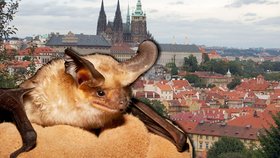V Praze se po 10 letech objevil netopýr se vzteklinou.