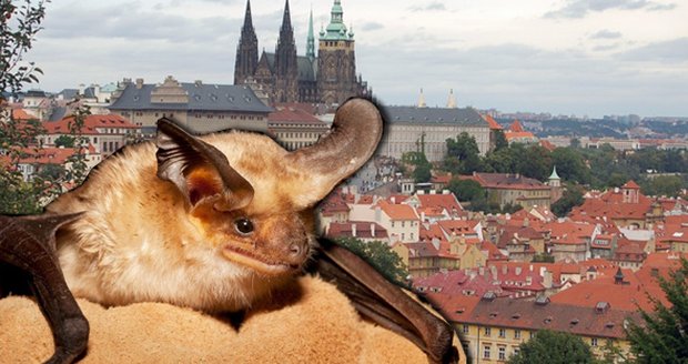 V Praze se po 10 letech objevil netopýr se vzteklinou.